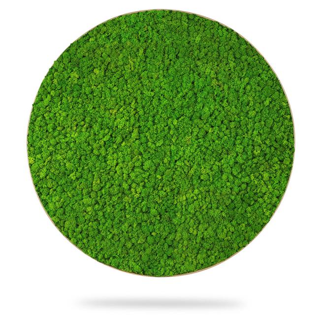 Moss painting circle LICHEN mono GREEN, diameter 55 cm, oak frame
