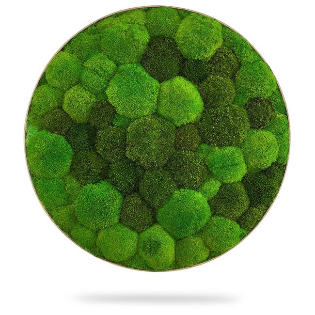 Moss painting circle DUO LIGHT, diameter 65 cm, oak frame