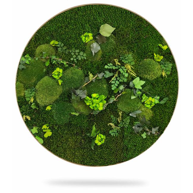 [BE000025] Moss painting circle PLANTS Mesia, diameter 55cm, oak frame